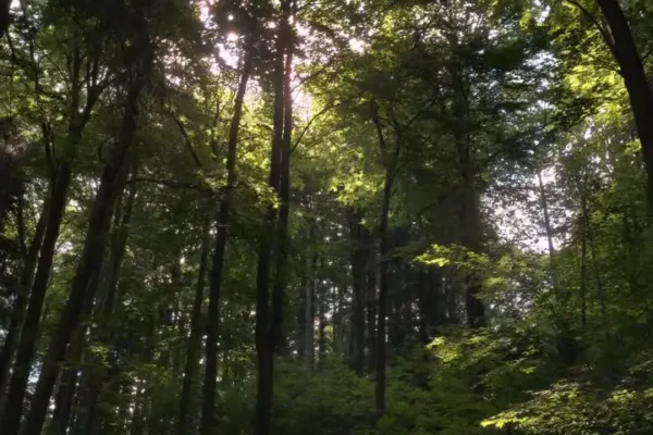 Tatrzański Park Narodowy ostrzega: dokarmianie niedźwiedzi to dla nich śmiertelne zagrożenie