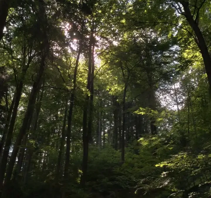 Tatrzański Park Narodowy ostrzega: dokarmianie niedźwiedzi to dla nich śmiertelne zagrożenie