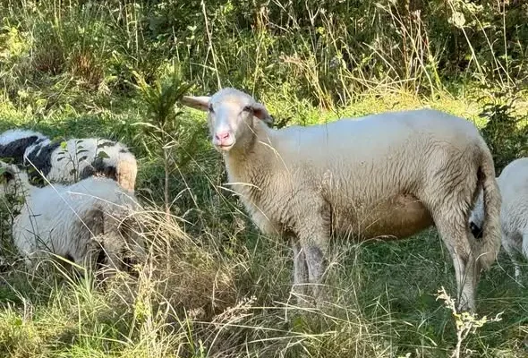 Jesienny Redyk w Rycerce Górnej – święto beskidzkich górali